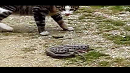 funny cats - animals - cat vs snake - funny videos 2015 - funny cat videos