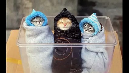 best funnyVideos Dogs Meeting Babies highlights