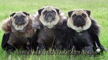 The Pugs of Westeros
