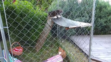 Funny Cats Compilation 2015 - Teaser