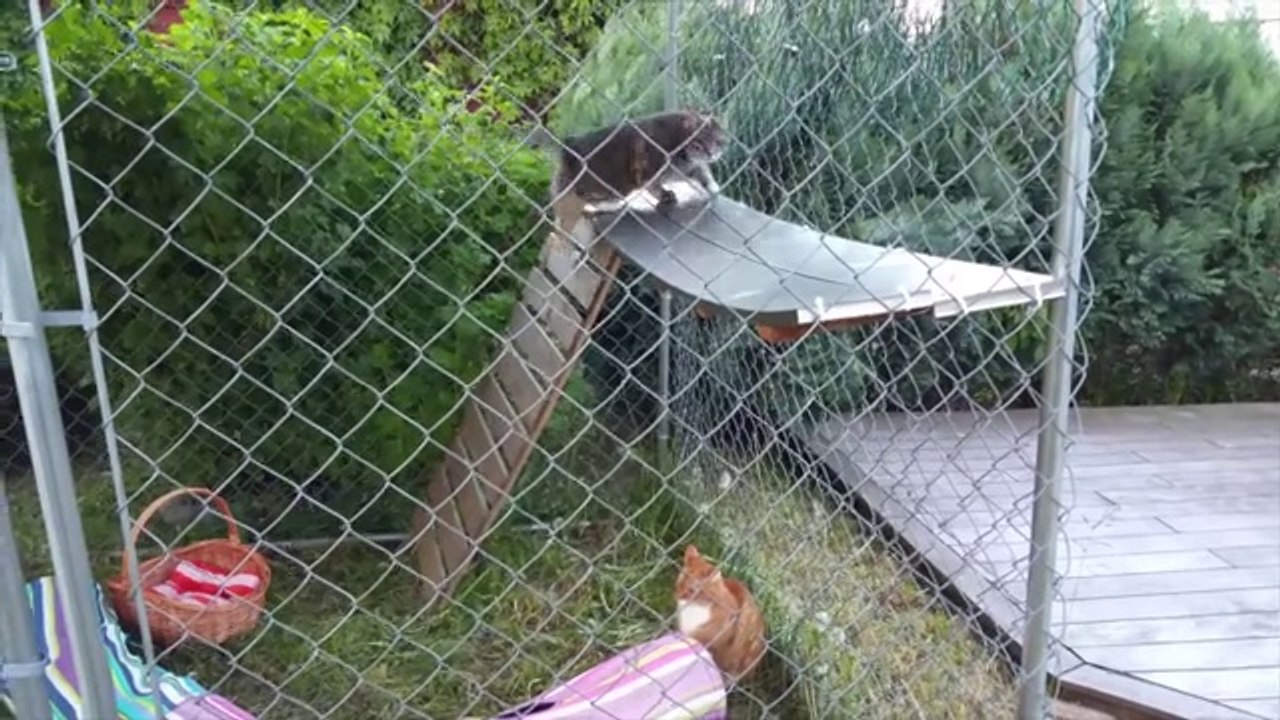 Funny Cats Compilation 2015 - Teaser