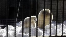 タリン動物園のフリーダお母さんとノラの雪遊び (Mar.29 2014)