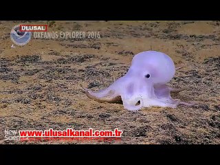 Adını 'Casper' koydular