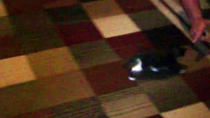 Un chaton fait le mort quand son maitre le vise