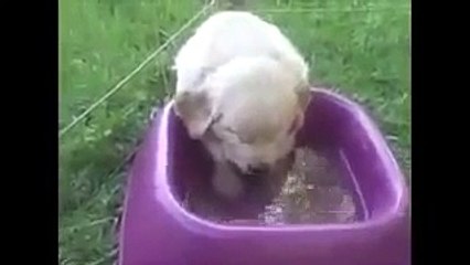 Whatsapp funny videos for kids, dogs cat pet animals sleepi
