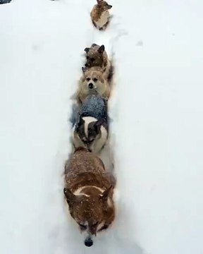 Un petit train de chiens Corgi dans la neige