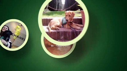Service Dog Basic Commands S2E7
