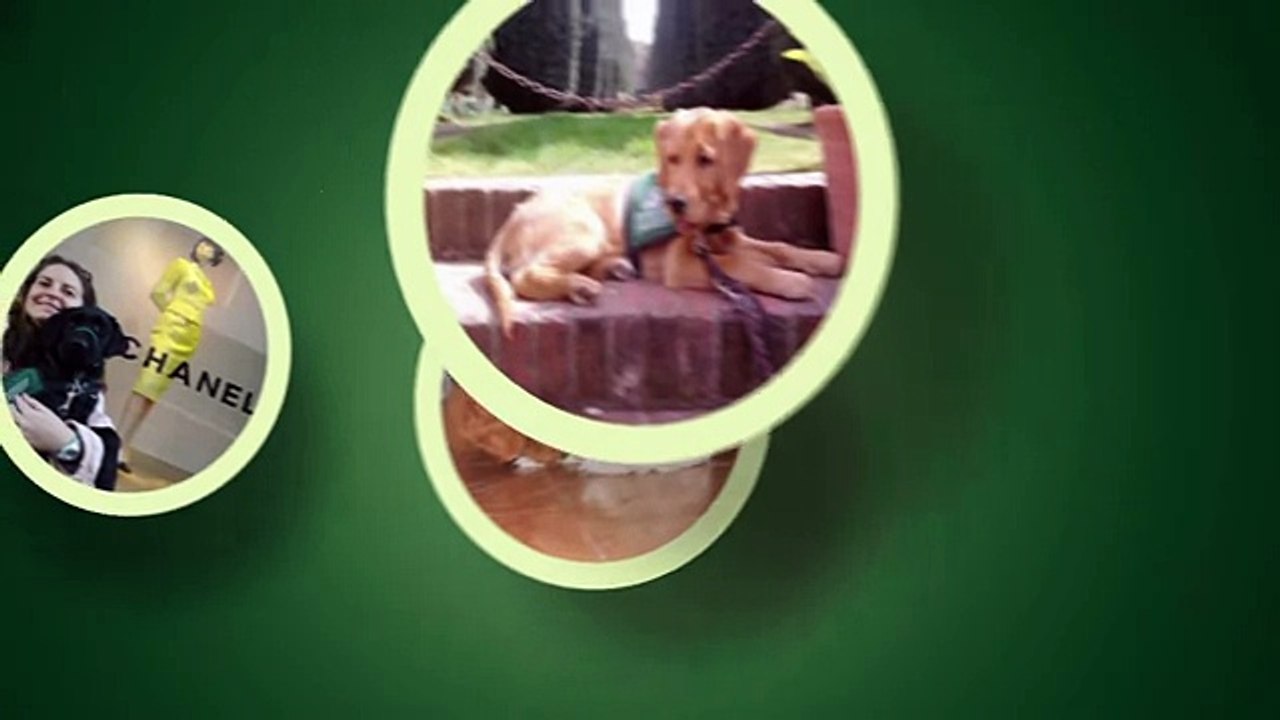 Service Dog Basic Commands S2E7