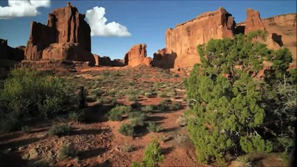 WILE E . COYOTE - ROAD RUNNER - Real Movie