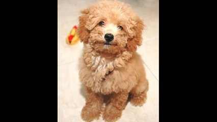 The dog responded to the kindness of the young child