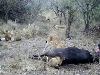 Bufalonun Kıçına Kafayı Kaptıran Aslan Yok Böyle Bir Şey