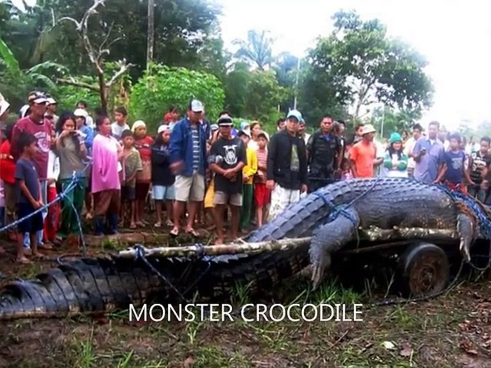 Vous connaissez ces animaux mais auriez-vous pensé qu'ils puissent être aussi ENORMES