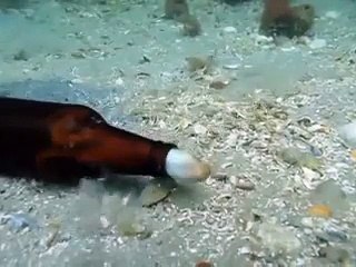 Denizin Dibindeki Şişeden Bakın Ne Çıktı! Yok Böyle Bir Şey