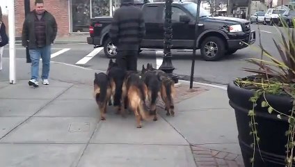 Il se fait suivre par 5 chiens mais ce n'est pas ce que vous croyez !