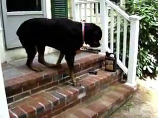 Rottweiler Dog with Hip Dysplasia and Elbow Dysplasia.Serious mobility problems for Duncan