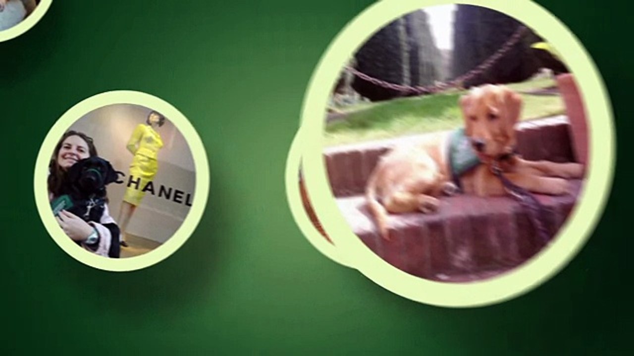 Service Dog Basic Commands S2E7