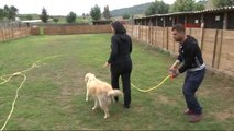 Adana Tahliye Kararı Verilen Köpekleri İcra Memuru Aldı