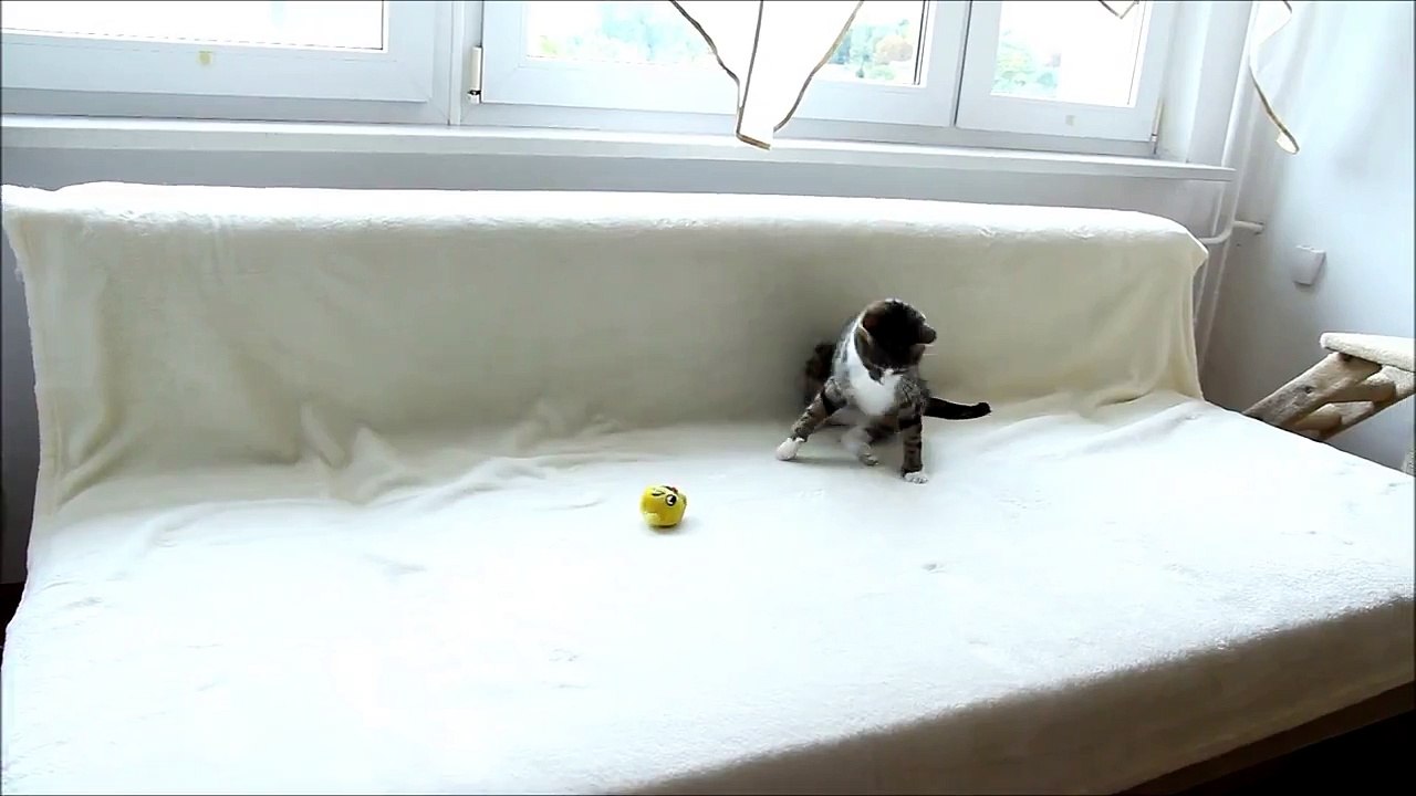 Crazy Cat Attacks