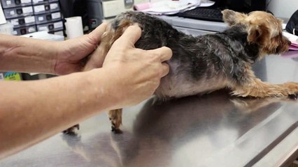 A Yorkshire Terrier has a right hip dislocation