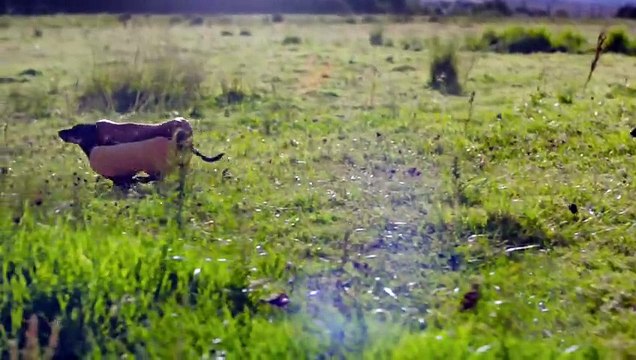 HEINZ Ketchup Game Day 2016 Hot Dog Commercial | Wiener Stampede - Extended Cut