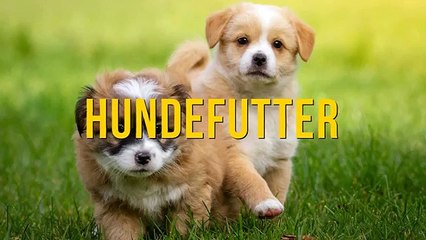 Hundefutter online kaufen - Sicher und bequem