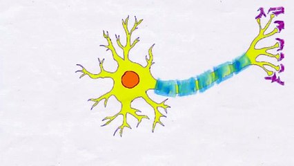 2-Minute Neuroscience- The Neuron