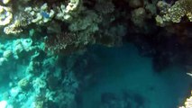 Фридайвинг в Красном море ныряние плавание под водой