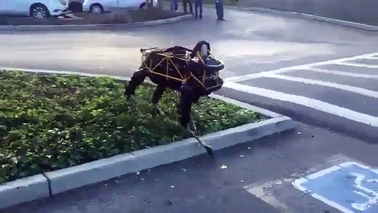 Собака отгоняет робота. Забавное видео