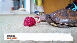 Baby Turtle Eating a Raspberry