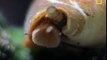 Killer Cone Snails