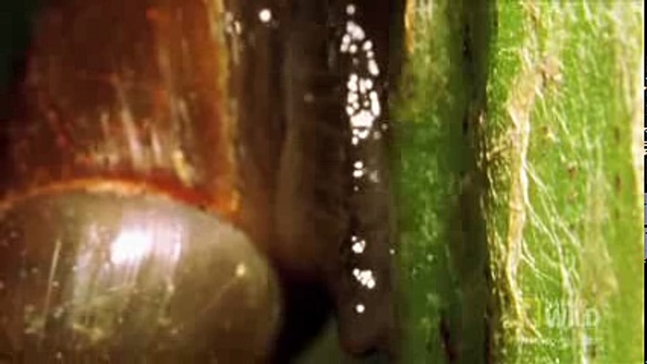 World's Deadliest - Zombie Snails
