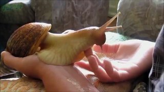 My Pet The Giant Snail - Unusual Exotic Pets
