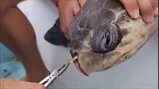 Removing a plastic straw from