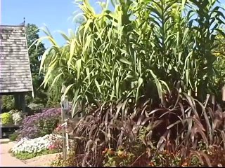 Using Ornamental Grasses in the Landscape