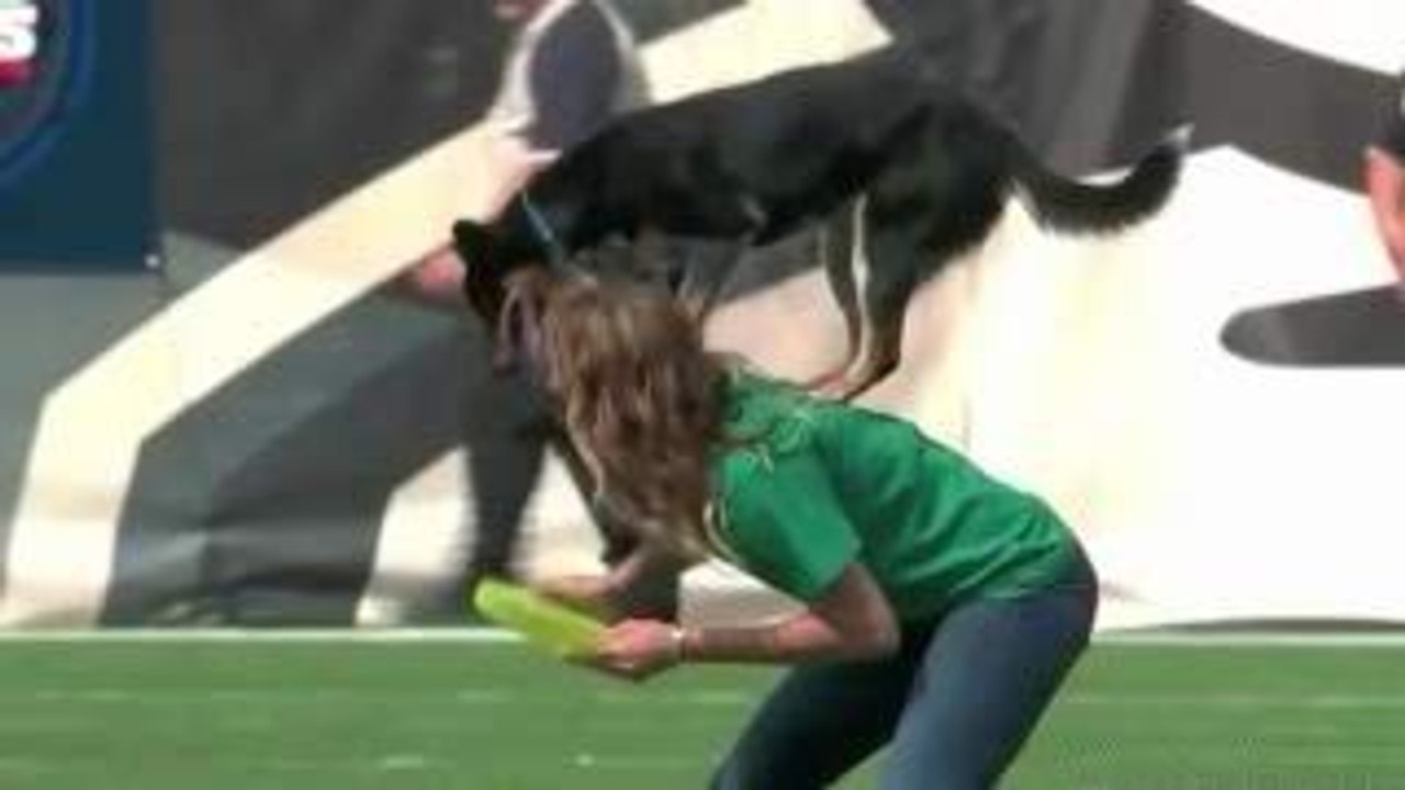 Dog Ka Awesome Performance In Football Field-Top Funny Videos-Top Prank Videos-Top Vines Videos-Viral Video-Funny Fails