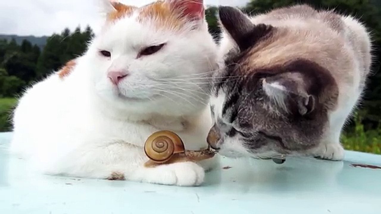 のせ猫 x かたつむりとクロ Snail and cats