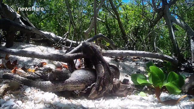 Boa constrictor eats iguana