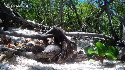 Boa constrictor eats iguana