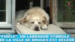 "Fidèle", un labrador symbole de la ville de Bruges est décédé... Hommage dans la minute chien #150