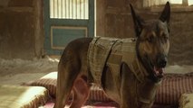 ▙▋▟ ▞▚ ▛▜ ▜▛ War Dogs (2016) FULL MOVIE HD-720p || Ana de Armas, Miles Teller ||