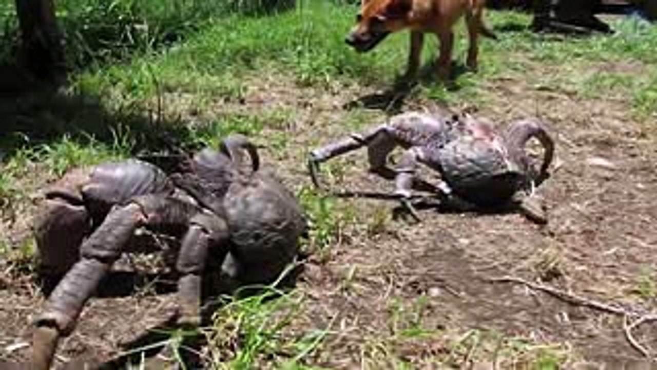 15 Animals You Didn't Know Existed