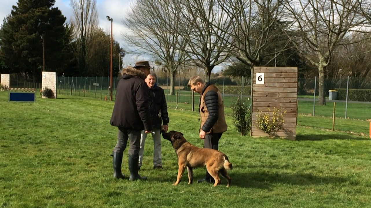 Concours national de ring à Fontenay-le-Comte