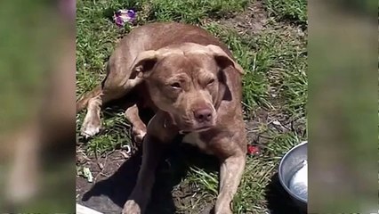 Salva la sua padrona in pericolo di vita, pitbull ci lascia la vita.