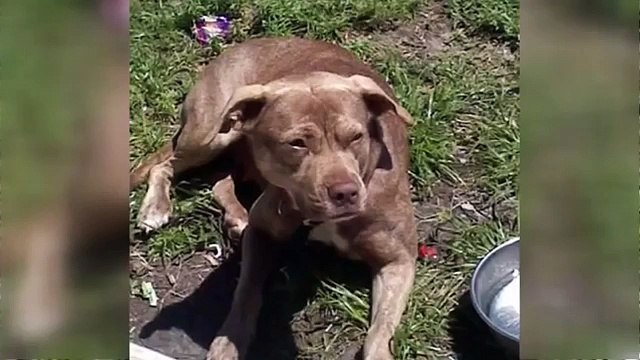 Salva la sua padrona in pericolo di vita, pitbull ci lascia la vita.