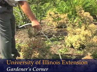 2010 All America Selections - Pepper Cajun Belle