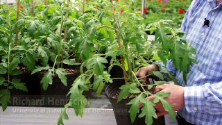 De-Suckering Tomato Plants