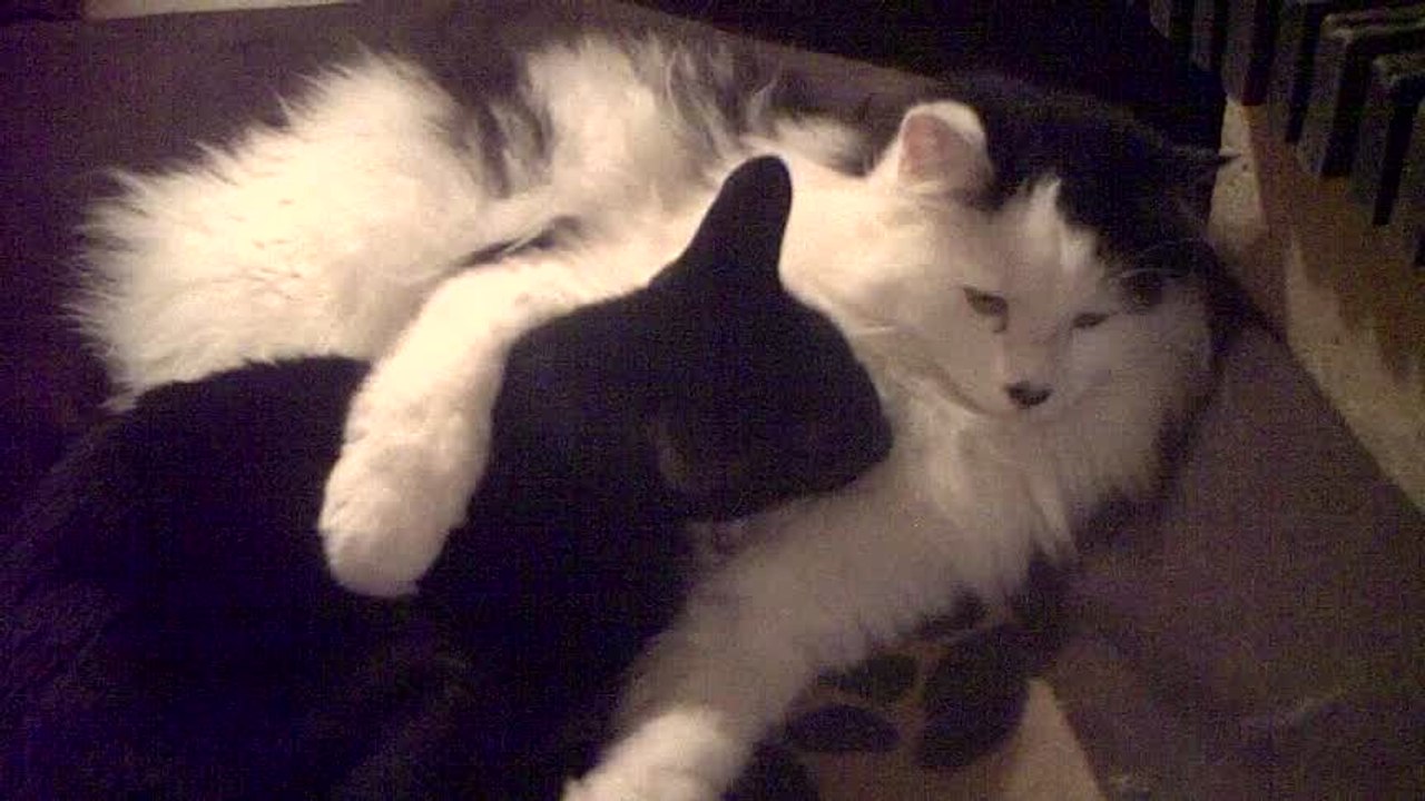 Cookie and Charly. Cookie, norwegian cat, is looking at baby Charly, oriental cat, playing like a fool