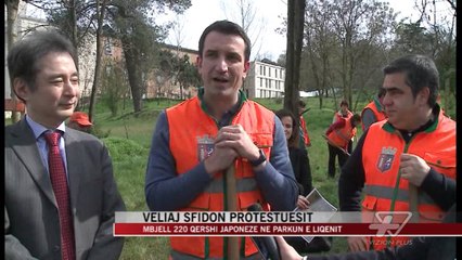 Veliaj mbjell qershi në parkun e liqenit - News, Lajme - Vizion Plus