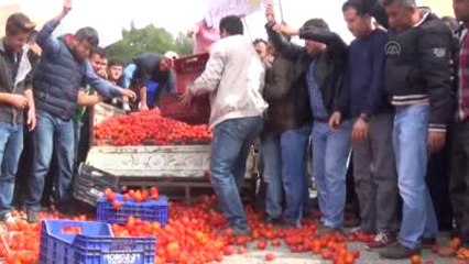 Domates Üreticisinden "Düşük Fiyat" Eylemi