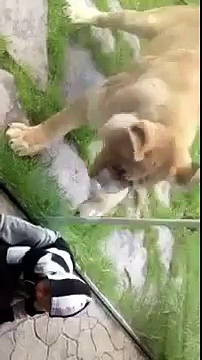 tiger act